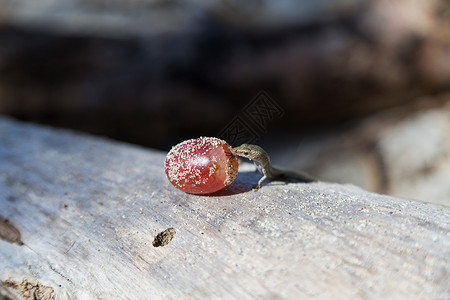 吃葡萄的小壁虎爬虫荒野植物群壁虎蜥蜴人生物动物蜥蜴动物群生活背景图片