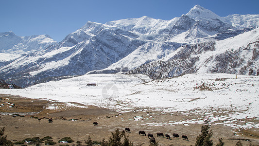 安纳布尔纳电路尼泊尔Annapurna巡回赛的雪地和山羊荒野旅游牦牛旅行电路岩石天空远足野生动物顶峰背景