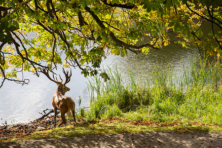 湖边的鹿湖边的大鹿背景