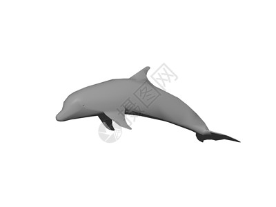 灰海豚从水中跳出捕食者游泳灰色技巧动物哺乳动物鼻子海洋背景图片