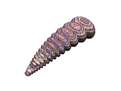 长风的石螺贝壳蜗牛卷积蜗牛壳海洋生物石头螺旋住房背景图片