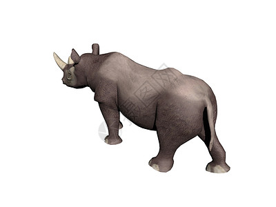 草原中的重非洲犀牛尾巴动物哺乳动物真皮喇叭背景图片