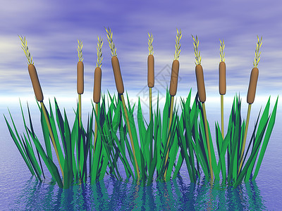 沼泽狐尾草银行植物河岸植被高清图片