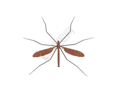 有翅膀和长腿的舒纳克苍蝇触角裁缝昆虫害虫动物动物群背景图片