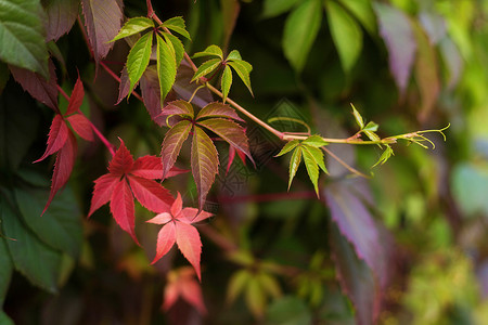 含有红黄和绿叶的野葡萄秋色分枝荒野爬行者树篱部分摄影浆果植物学叶子藤蔓生长背景图片