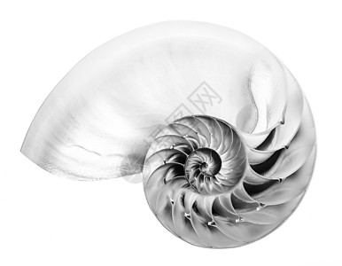 华阴老腔纳图卢斯螺旋贝壳的黑色和白色细节背景