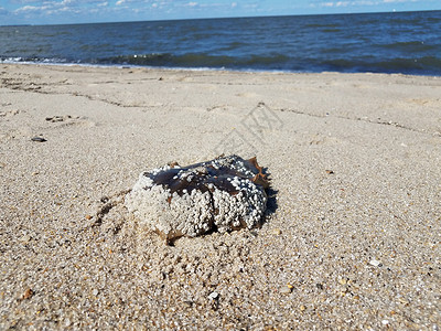 沙滩上用水泡死马蹄蟹壳贝壳海滩藤壶鹅卵石动物螃蟹野生动物海洋海岸背景