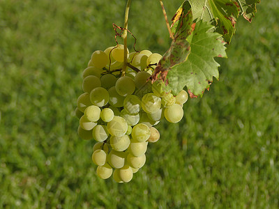 秋天在葡萄园的白葡萄背景图片