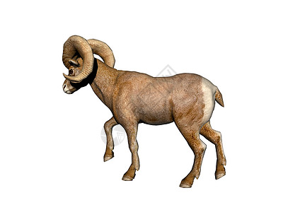 喇叭手山山山山羊 有棕色毛皮和强力角白色喇叭动物内存斗争羊奶盘羊宠物头饰背景