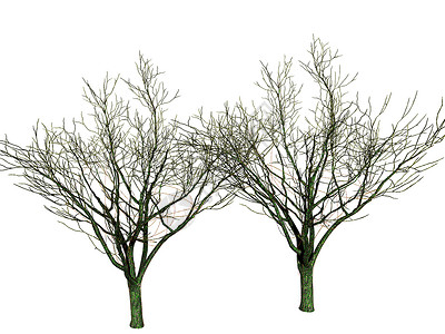 枯树 冬天树冠伸展棕色植物分支机构绿色背景图片