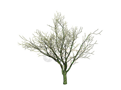 枯树 冬天树冠伸展棕色绿色分支机构植物背景图片