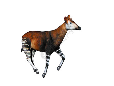 草原上有条腿的霍加皮动物反刍动物异国条纹情调托架前臂羚羊妈妈背景图片