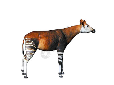 草原上有条腿的霍加皮条纹羚羊妈妈反刍动物异国情调前臂托架动物背景图片