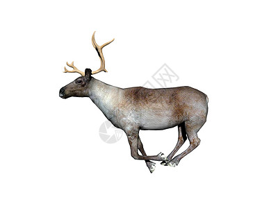 在草原上有鹿角的驯鹿涂鸦食利者腐野狩部高清图片