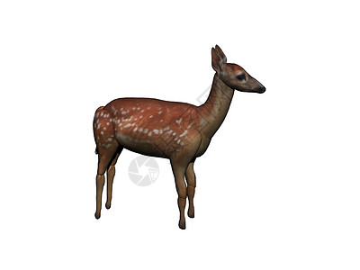 棕色毛皮的罗鹿站在空地上森林红鹿反刍动物狍子背景图片