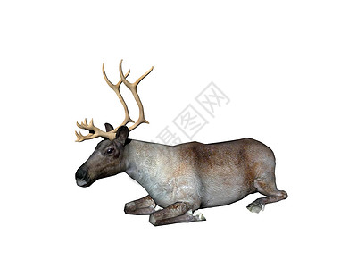 在草原上有鹿角的驯鹿狩部食利者涂鸦腐野高清图片