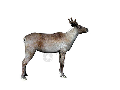 在草原上有鹿角的驯鹿涂鸦腐野狩部食利者高清图片