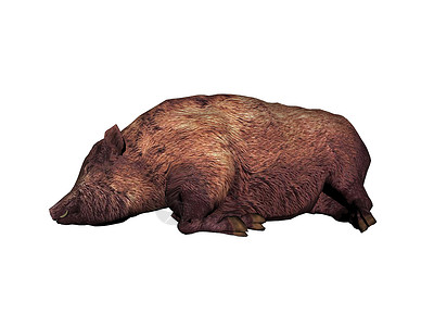 泥土里有猪绒棕色毛皮居民森林野猪象牙毛牛背景图片