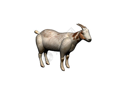 山羊有白色的毛皮和角背景图片