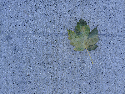 蓝色街道地板上秋色的秋叶场景叶子太阳冥想绿色黄色季节宏观季节性街道背景图片