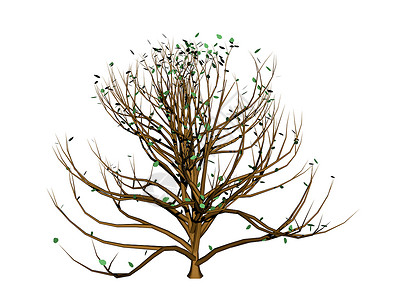 树枝 树枝和树木植物绿色棕色分支机构背景图片