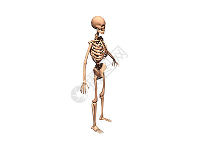 人类骨骼和所有骨头骨盆四肢基因褐色死亡药品肋骨颅骨背景图片