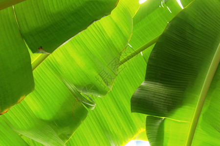 香蕉叶有纹理绿色生长乡村树叶环境香蕉叶子农场热带植物背景图片
