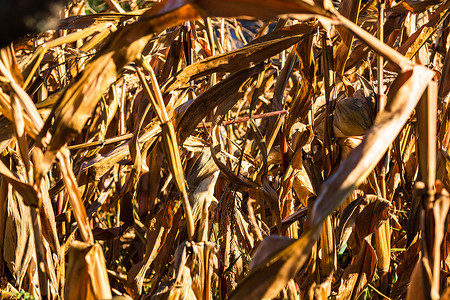 赛季末田间末端有金子的季末田地季节场地粮食玉米地种子棒子农场玉米麦田叶子背景