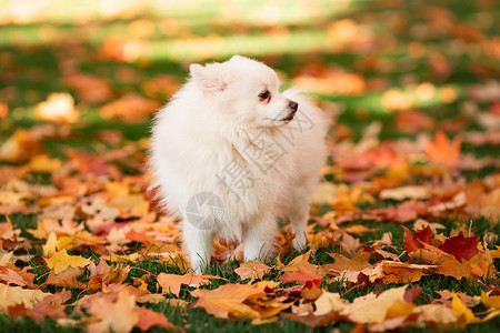 日本斯皮茨秋叶时可爱的白色喷口水狗犬类动物树叶叶子宠物幸福公园橙子小狗森林背景