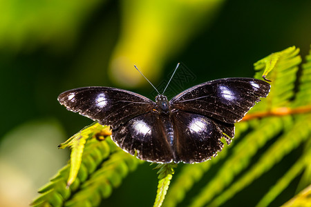 白斑蝴蝶蛋蝇蝴蝶有白斑的黑色背景