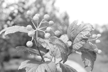 花园黑白照片中常见的辛尼娅芽植物季节植物群公园叶子花瓣草花宏观植物学背景图片