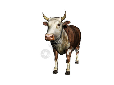 牧草中的棕色白皮牛尾巴动力学奶牛强者力量荒野动物喇叭背景图片