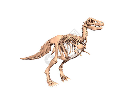 双腿恐龙的骨箱骷髅化石涂鸦蜥蜴爬行动物高清图片
