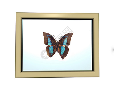 墙上挂着美丽的蝴蝶的图片框棕色翅膀框架展览昆虫蓝色玻璃板背景