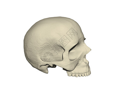 水晶头骨长着牙齿的人类头骨棕色下颚假牙水晶颧骨骷髅眼窝骨头背景
