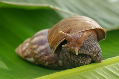 特写蜗牛在热带雨林东南亚 的前视图 一只大成年蜗牛爬上热带雨林的香蕉叶粘液地区生态蠕变田螺运动螺旋触手热带踪迹背景