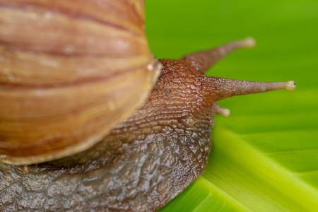 非洲大蜗牛叶子无脊椎动物高清图片