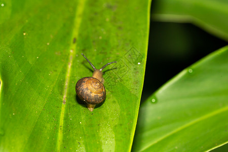 一只小蜗牛 在绿叶上放着螺壳背景图片