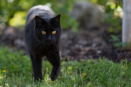 穿过黑猫一只黑猫在穿过草地背景