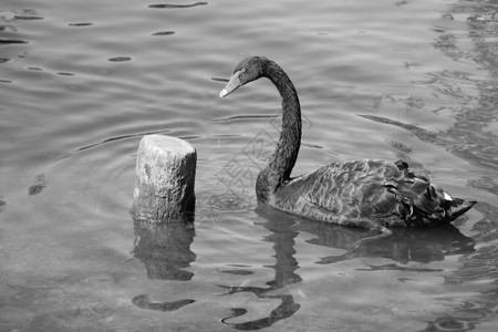 水生鸟阳光明媚的日子里 一只黑色的美丽天鹅在湖上游泳 黑天鹅主要以水生植物和小藻类为食 对谷物也不屑一顾脖子公园池塘动物园蓝色动物账单背景