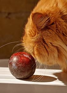 馋嘴猫红毛波斯猫和白桌上的李子收成营养动物红色窗户维生素毛皮水果宠物背景