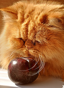 吃樱桃的猫红毛波斯猫和白桌上的李子窗户水果动物收成毛皮红色营养维生素宠物背景