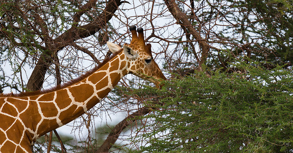 长颈鹿吃树叶一条长颈鹿吃着树的叶子食草植物大草原天空舌头荒野马赛公园游戏野生动物背景