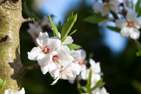 春月的樱花花园公园植物晴天太阳蓝色天空植物群季节植物学背景图片