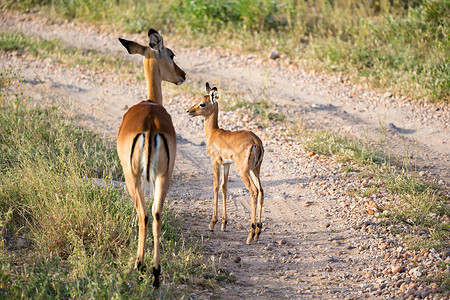 群鹿肯尼亚稀树草原地的土著羚羊群栖息地公园旅行野生动物喇叭荒野旅游男性平原植物背景