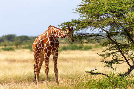 长颈鹿吃树叶索马里的长颈鹿吃阿卡西亚树叶野生动物旅游旅行动物脖子游戏食草国家草地天空背景