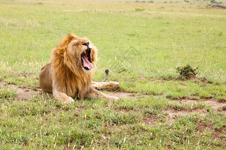 偏航非洲狮子头高清图片
