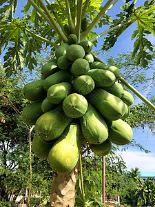 白天树上有机绿色木瓜热带果汁收成树叶生产蔬菜环境生长水果农场背景图片
