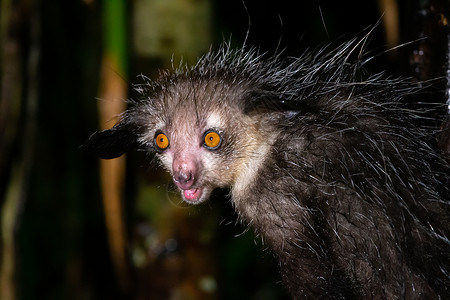 稀有的埃耶狐猴 只有夜行生态旅游动物椰子野生动物恶魔尾巴旅游手指分支机构眉头背景图片