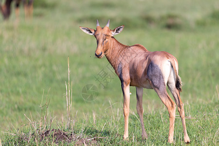 拉迪托草地中间的肯尼亚热带草原上的托皮安特洛普哺乳动物大草原食草国家场地马赛牛角尾巴动物旅行背景
